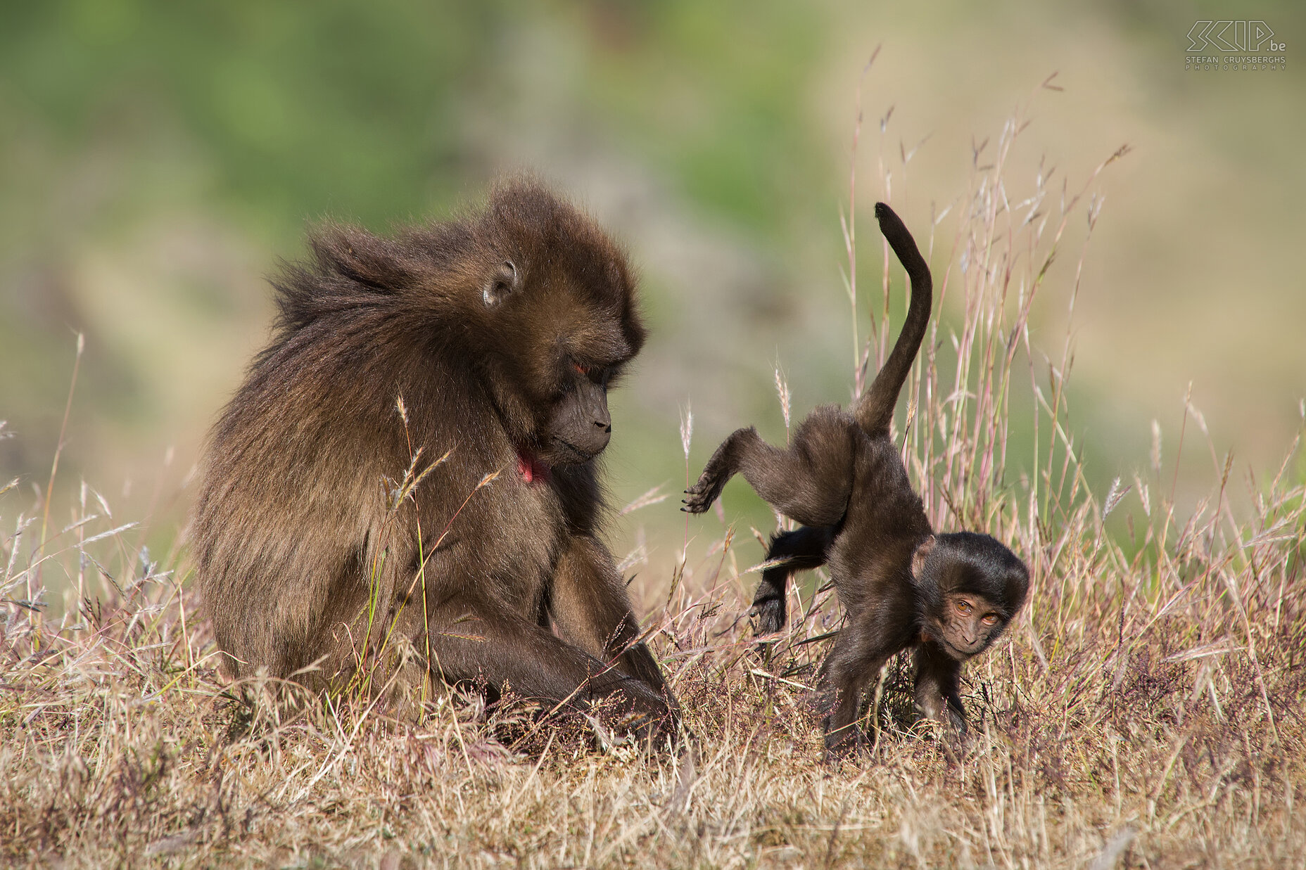 Hudad - Gelada baviaan met baby De spelende baby baviaan met z'n moeder. Stefan Cruysberghs